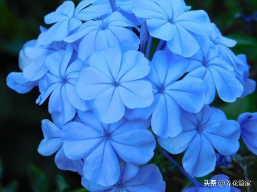 耐旱中型植物排名前十(十大最耐旱植物)插图5