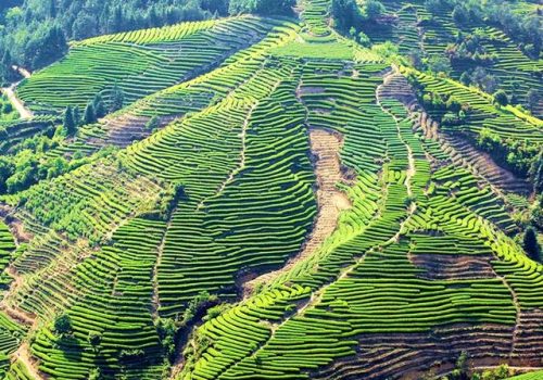 普陀佛茶(普陀山必买的特产)插图2