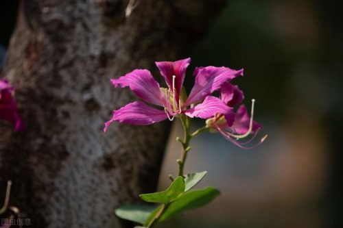 中国鲜花产地排名前十(中国三大鲜花产地)插图36