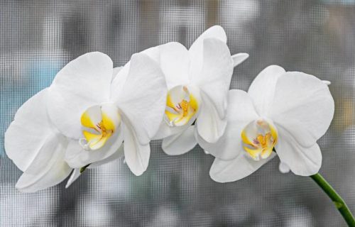 中国鲜花产地排名前十(中国三大鲜花产地)插图25