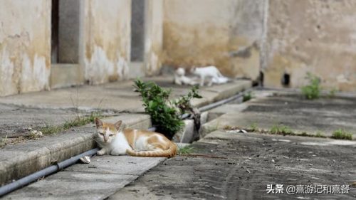 潮汕庄园豪宅排名前十(佘山庄园别墅)插图21