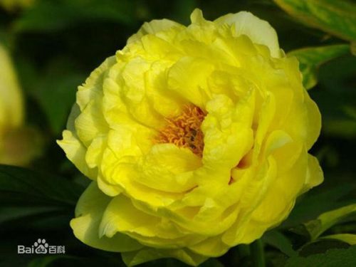 牡丹花的资料(牡丹花简介50字左右)插图1
