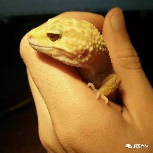 巨型爬行宠物排名前十(阿城区爬行动物宠物推荐)插图2