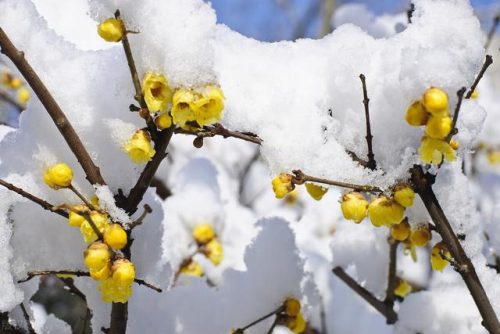 中国鲜花产地排名前十(中国三大鲜花产地)插图27