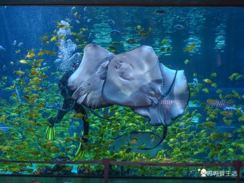 厦门海洋世界(厦门海上世界海洋王国门票)插图9