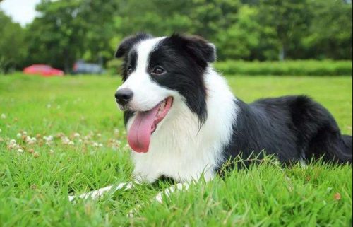 好看名犬品种排名前十(大型犬品种大全排行榜)插图8