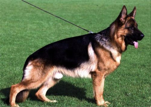 世界名犬品种排名前十(世界著名犬品种排名)插图3