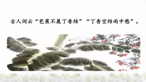 霜树尽空枝肠断丁香结(芭蕉不展丁香结同向春风各自愁)插图36