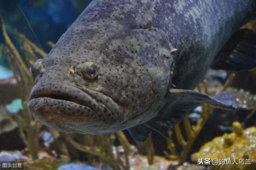 石斑鱼怎么做好吃(石斑鱼多少钱一斤)插图