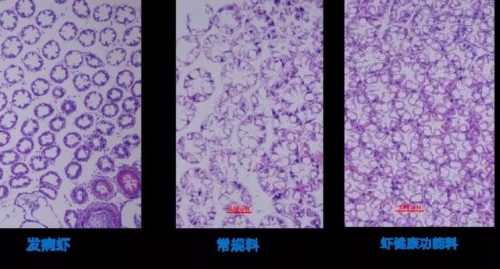 虾干销量排名前十(虾干哪个品牌的好)插图4