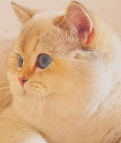 布偶猫品系排名前十(布偶属于什么档次的猫)插图8