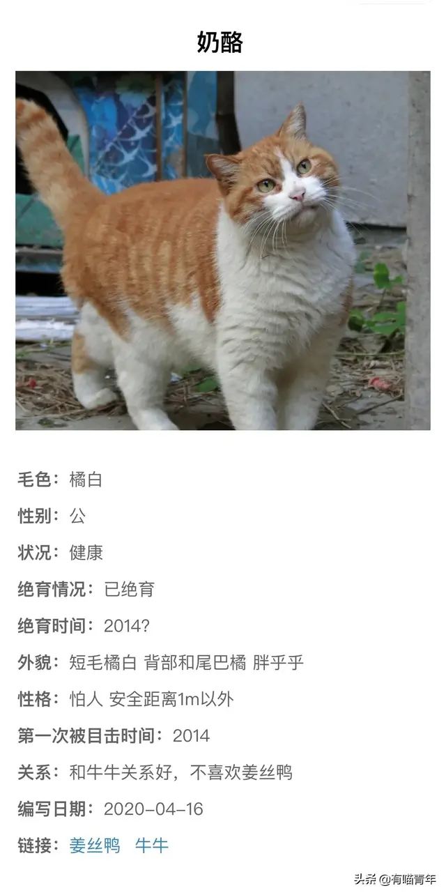 北大虐猫(北京大学学生流浪猫关爱协会)插图10