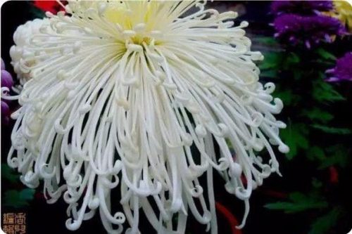 菊花图片大全(菊花图片怀念故人)插图35