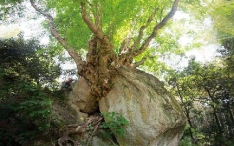 荆门名贵树种排名前十(适合湖北种的名贵树)