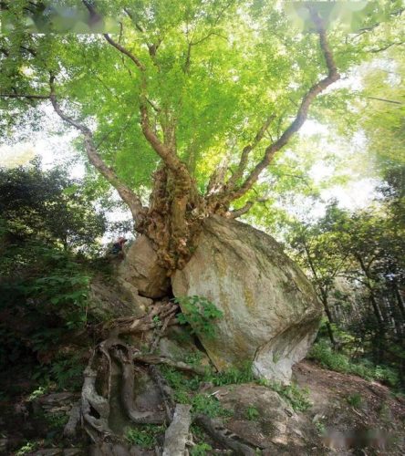 荆门名贵树种排名前十(适合湖北种的名贵树)插图