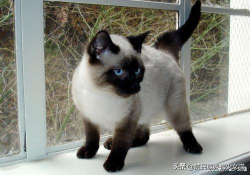 暹罗猫图片(暹罗猫多少钱一只)插图11