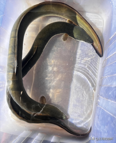 澳洲鳗鱼数量排名前十(澳洲野生淡水鳗鱼)插图10