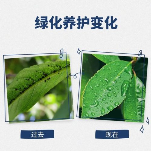 城墙绿化公司排名前十(杭州绿化公司排名前十)插图5