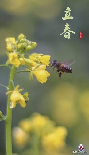 立春图片(2023立春图片)插图5