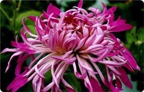 菊花图片大全(菊花图片怀念故人)插图9