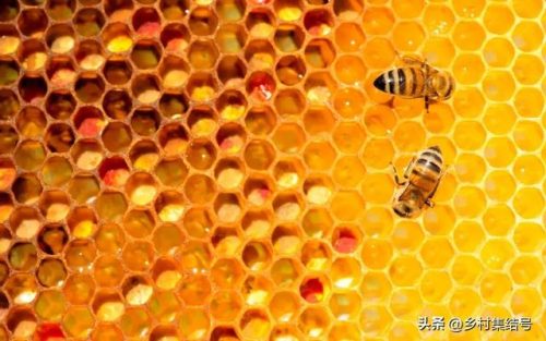 加拿大蜂蜜品牌排行榜(加拿大蜂蜜多少钱一斤)插图4