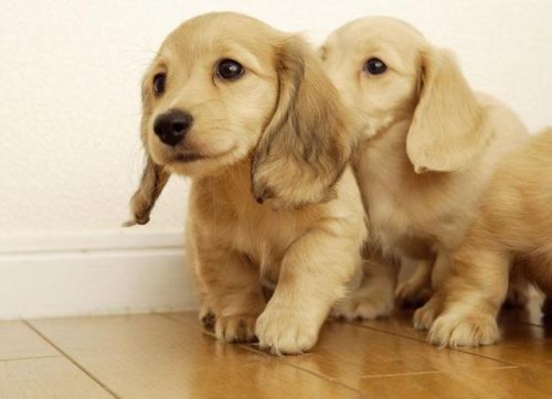 最聪明的狗狗排行榜(十大最聪明的犬)插图6