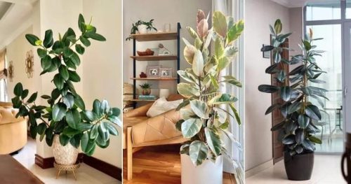 室内大型植物排名前十(适合北方室内养的盆栽)插图9