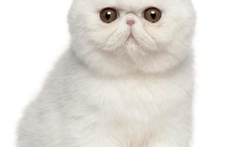 名猫排行榜20(十大名贵猫 前十名)