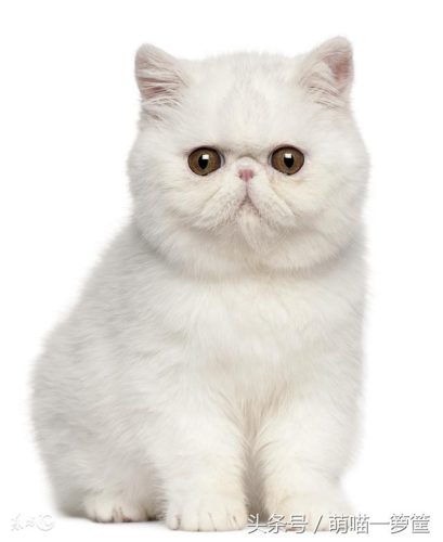 名猫排行榜20(十大名贵猫 前十名)插图