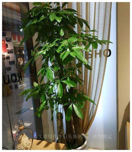 盆栽绿植排名前十(盆栽品牌排行榜)插图3