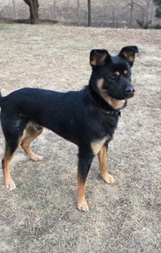 中国十大牧羊犬排行榜(最厉害的牧羊犬排行榜)插图5