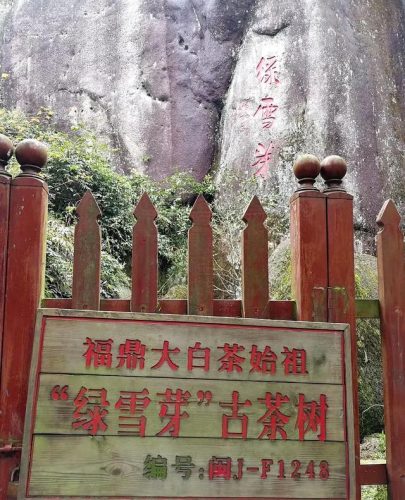 目前最贵茶叶排名前十(最贵的茶叶品种)插图12