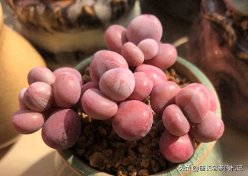 十大多肉推荐排行榜(十大最贵法师多肉)插图2