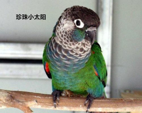 小太阳鹦鹉排行榜(小太阳鹦鹉很记仇)插图3