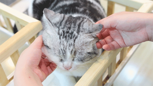 世界猫智商排行榜(什么猫的智商最高,排名)插图8