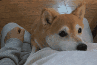 十大忠诚猛犬排行榜(十大最忠诚的狗排名)插图17
