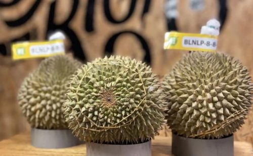 最好的榴莲品种排行榜(榴莲品种十大排名)插图7
