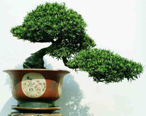十大名贵盆景品种排行榜(盆景十大名贵品种)插图2