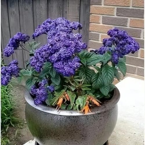 草草木香水排行榜(最好闻的木质香水)插图7