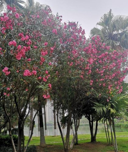 毒花排行榜(十大毒花排名)插图20