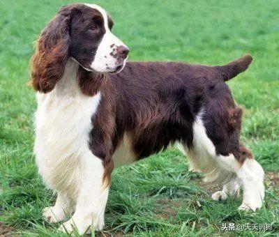 十大猎犬排行榜(中国十大猎犬)插图7