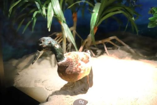 海洋生物资源最丰富的大洋(目前已知的海洋生物有多少种)插图26
