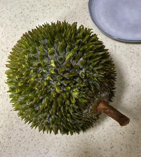最好的榴莲品种排行榜(榴莲品种十大排名)插图3
