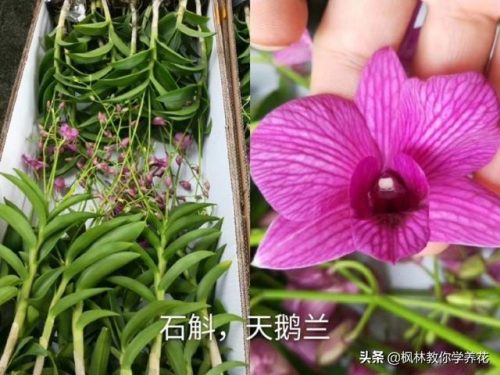 盆栽石斛品种排名前十(石斛哪个品种最贵)插图2