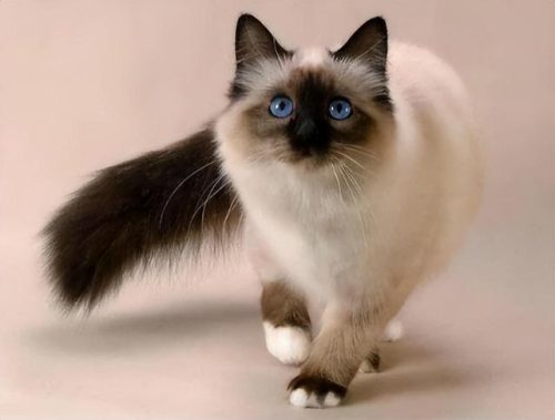 世界猫智商排行榜(什么猫的智商最高,排名)插图5