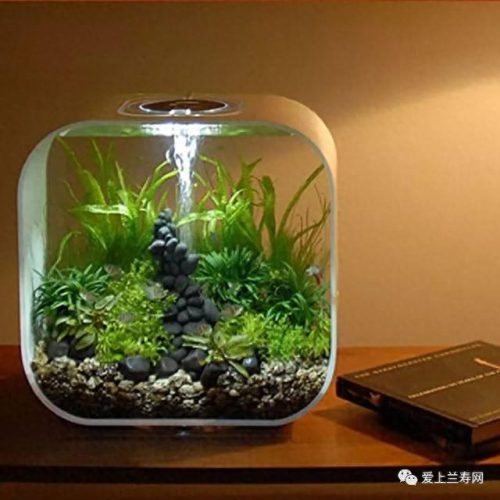 十大鱼缸品种排行榜(十大鱼缸排名前十名)插图5
