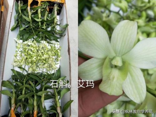 盆栽石斛品种排名前十(石斛哪个品种最贵)插图3