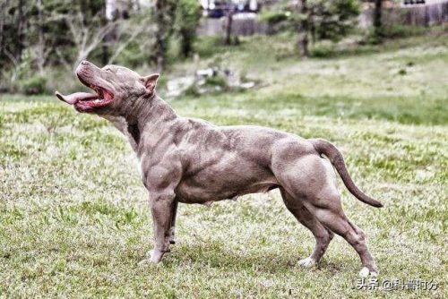 狗凶猛排行榜(十大攻击力最强的犬)插图1