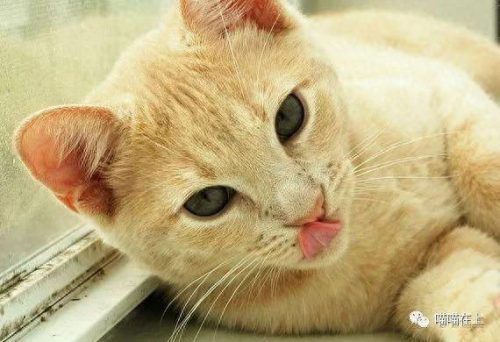 十大最胖的猫排行榜(十大最受欢迎猫排名)插图7