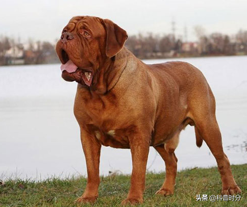 狗凶猛排行榜(十大攻击力最强的犬)插图14